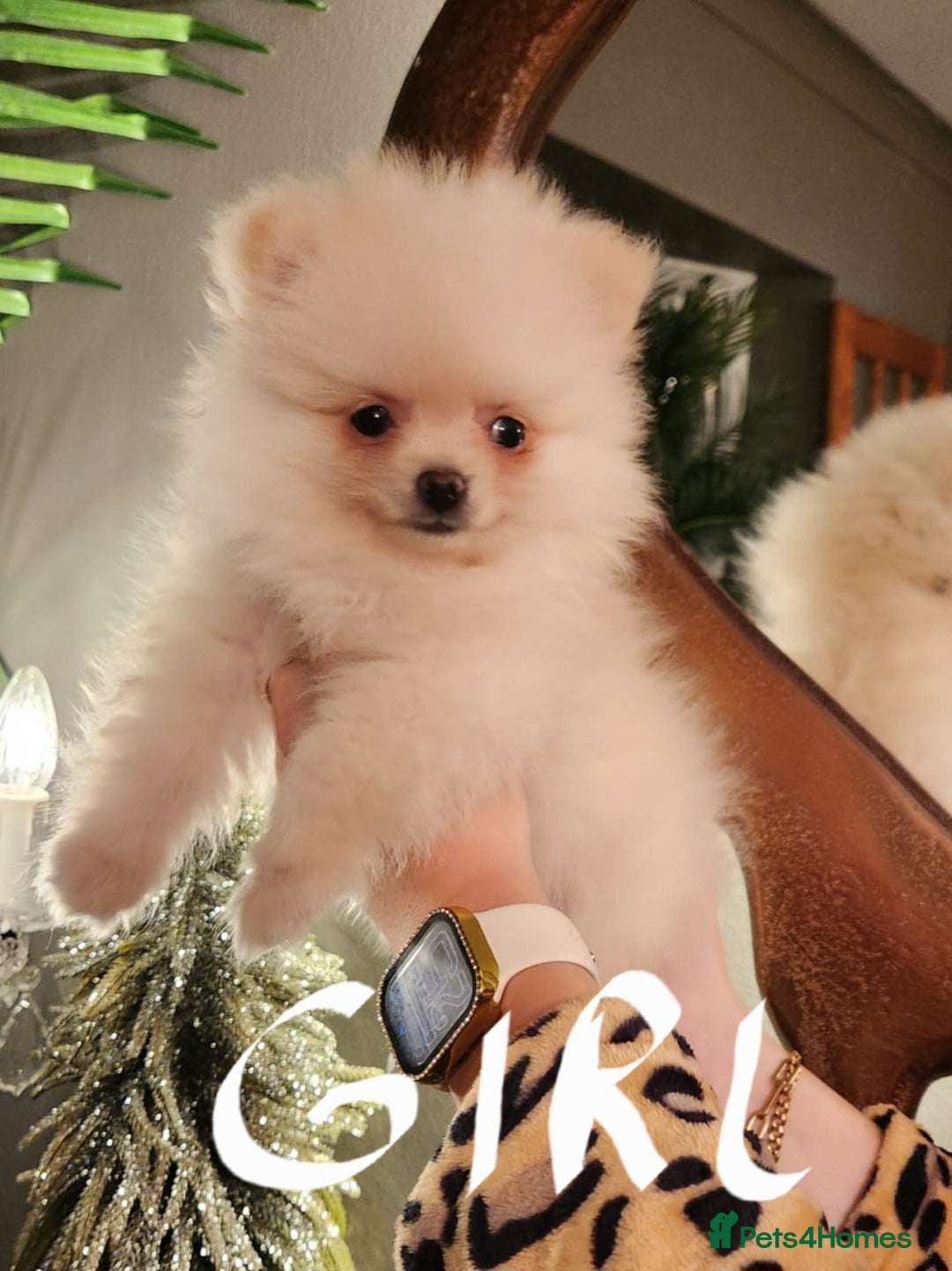 Pomeranian dogs for sale: K C registered beautiful Pomeranians - Advert 8