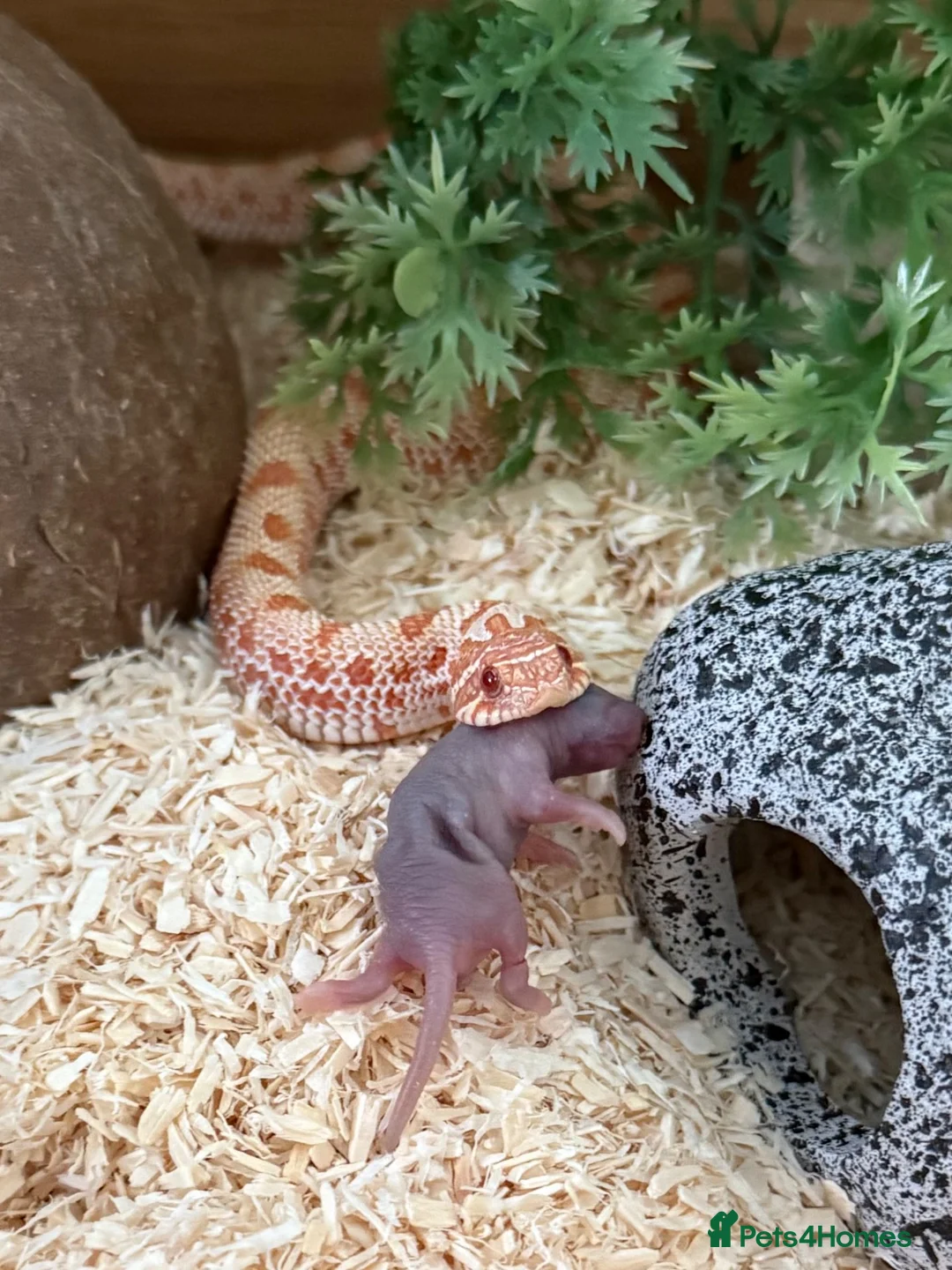 Snake reptiles for sale: Male Albino Conda Western Hognose Snake - Advert 2