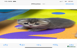 Scottish Fold cats for sale: Lovely kitten Highland delivery only Scotland Xx - Image 19