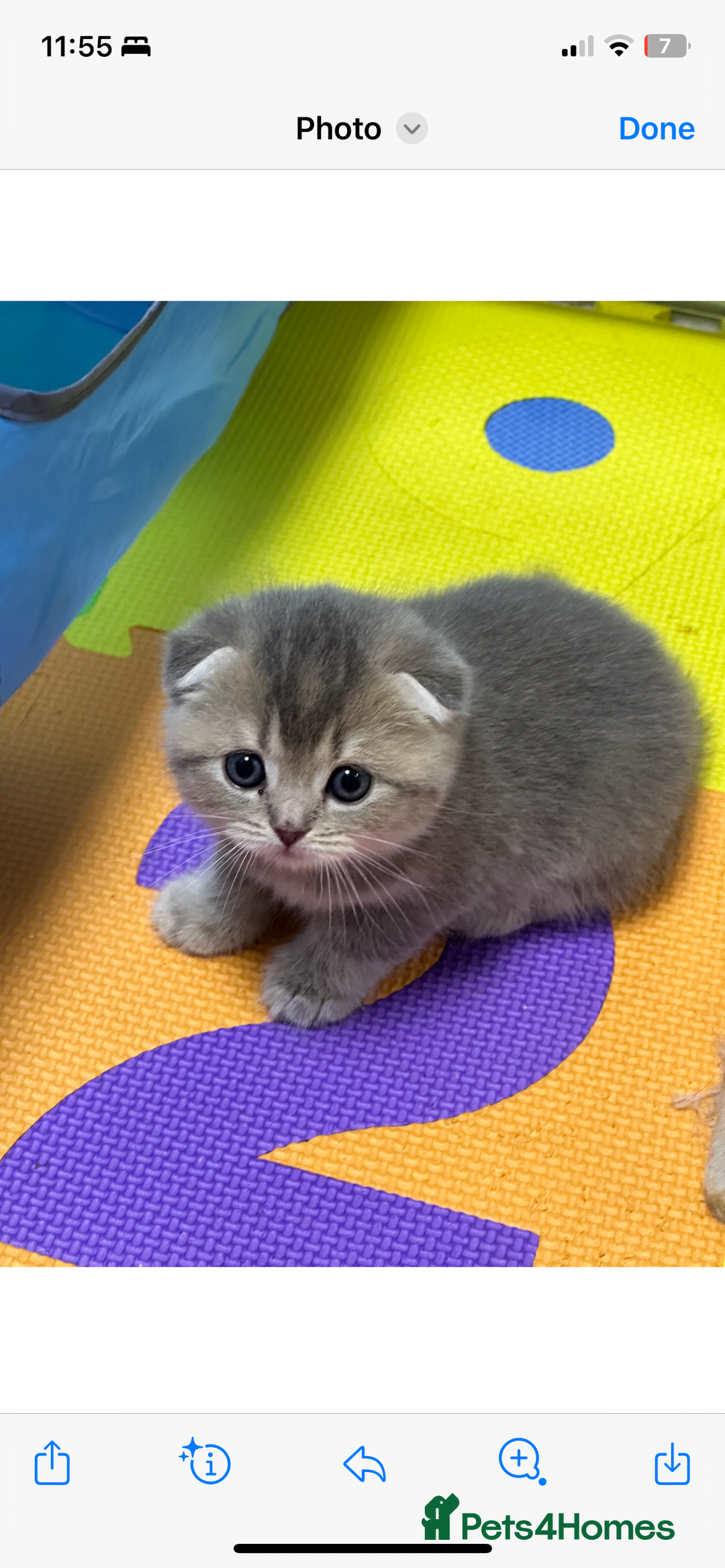 Scottish Fold cats for sale: Lovely kitten Highland delivery only Scotland Xx - Image 19