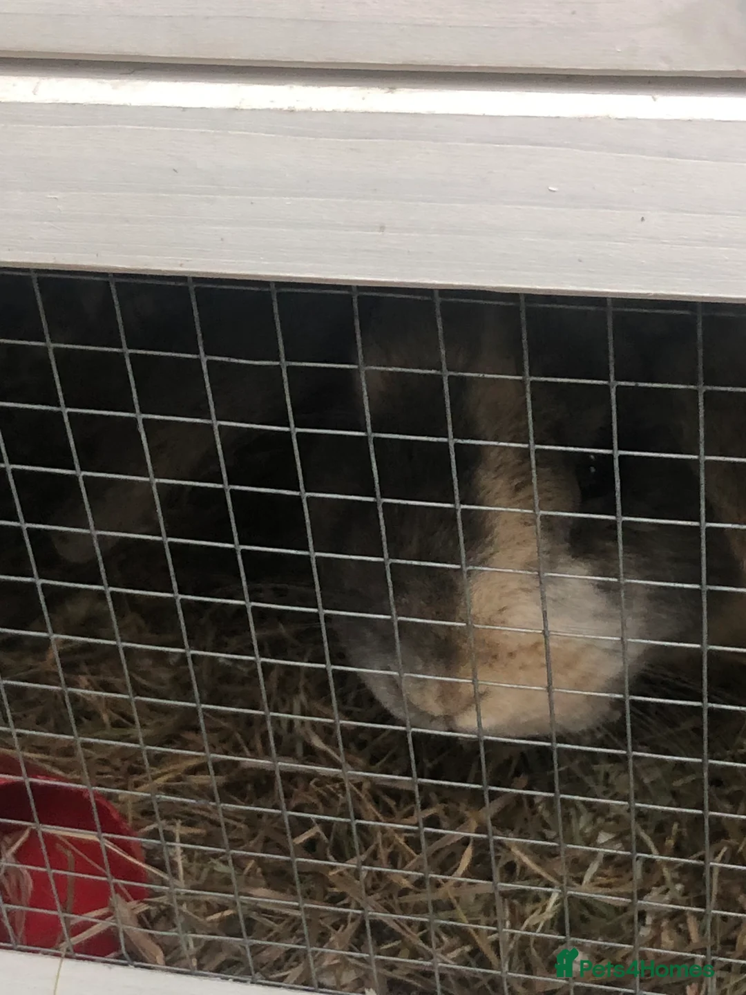 Mixed Breed rabbits for sale: Mixed lion head  in Preston - Advert 3