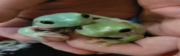Frog reptiles for sale: 2 male tree frogs with complete set up in Glossop - Advert 2