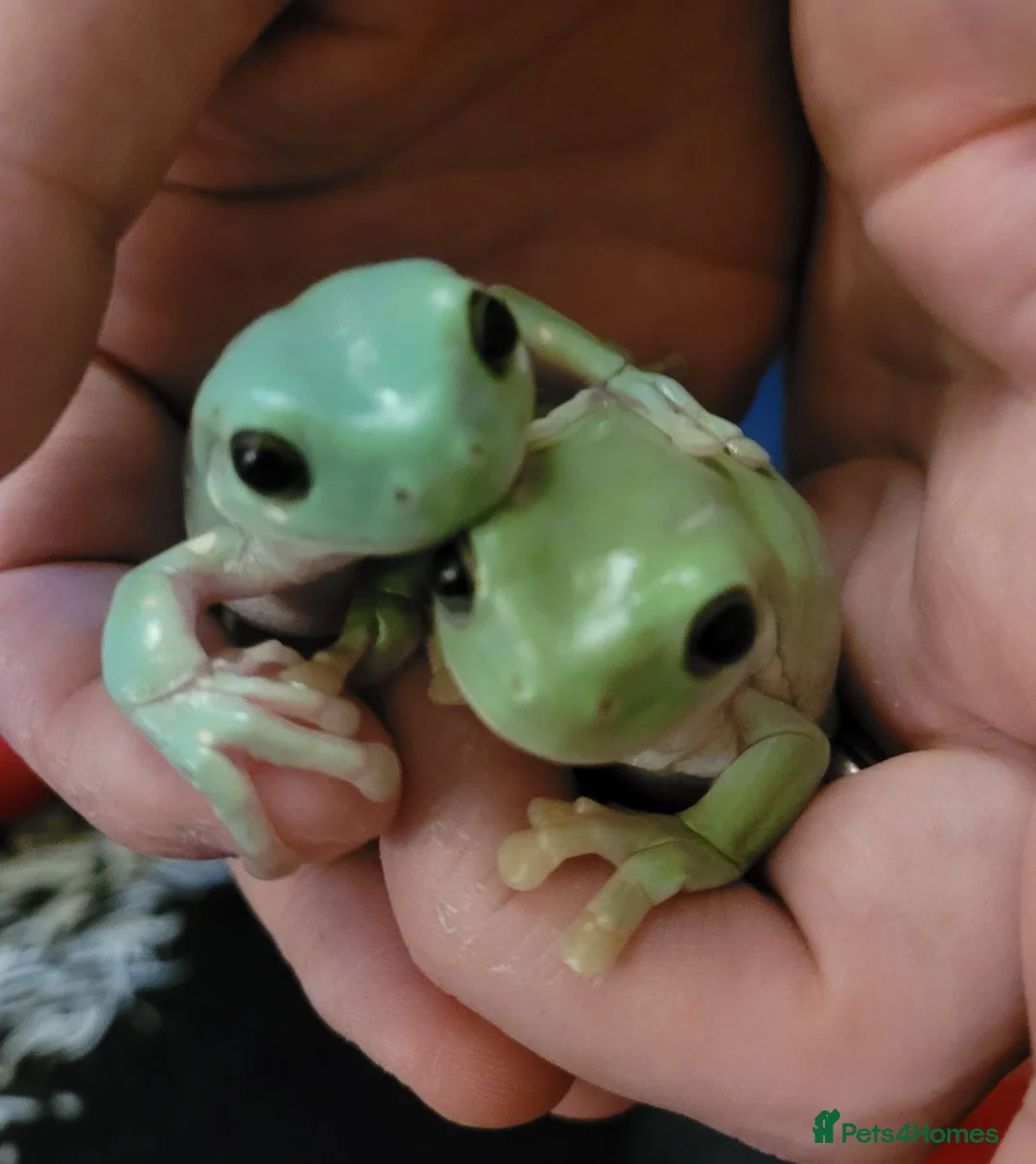 Frog reptiles for sale: 2 male tree frogs with complete set up in Glossop - Advert 2