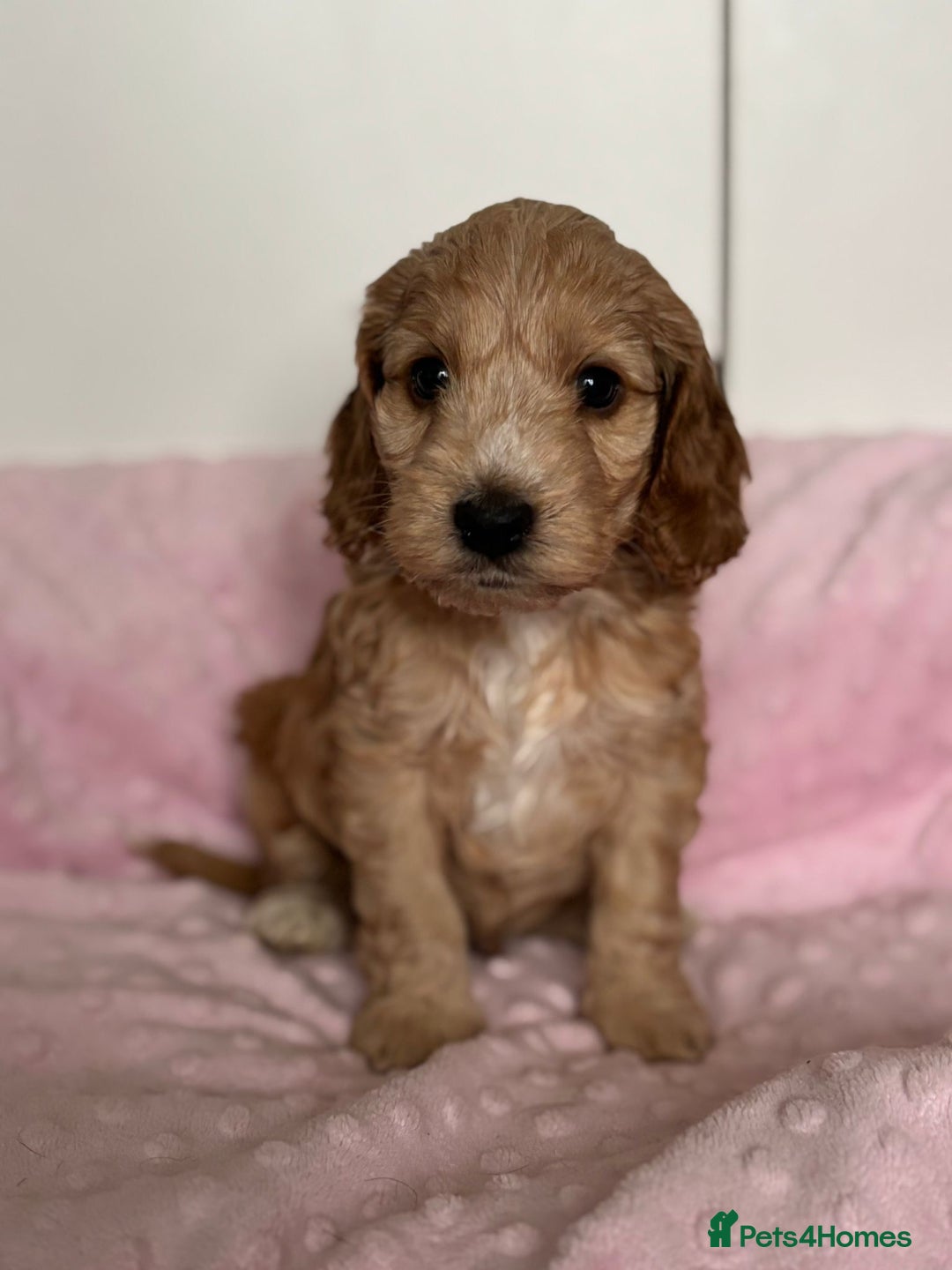 Mixed Breed dogs for sale: Stunning Cockapoo / Doodle  Puppies - Advert 14