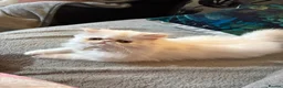 Persian cats for sale: Beautiful 10 month old white Persian female   - Advert 4