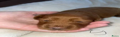 Cockapoo 7
