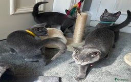 Russian Blue cats for sale: Russian Blue Kitten - Image 33