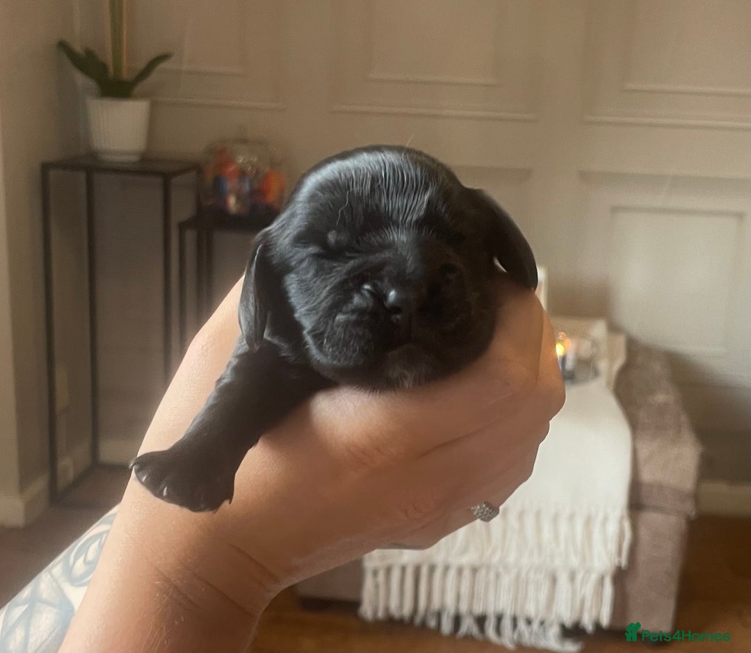 Cocker Spaniel dogs for sale: Cocker spaniel puppies  - Image 7