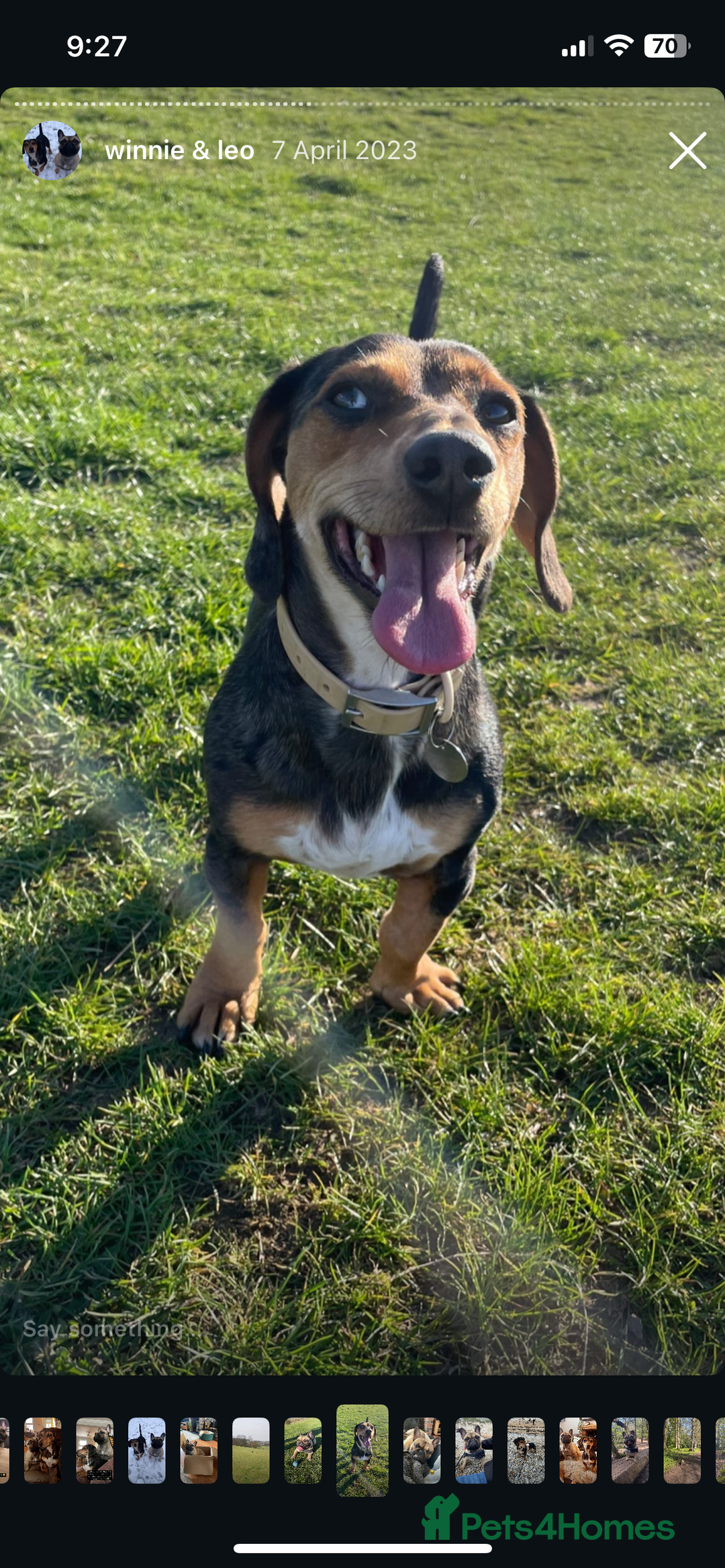 Mixed Breed dogs for sale: Well loved family dog looking for a new home - Advert 3