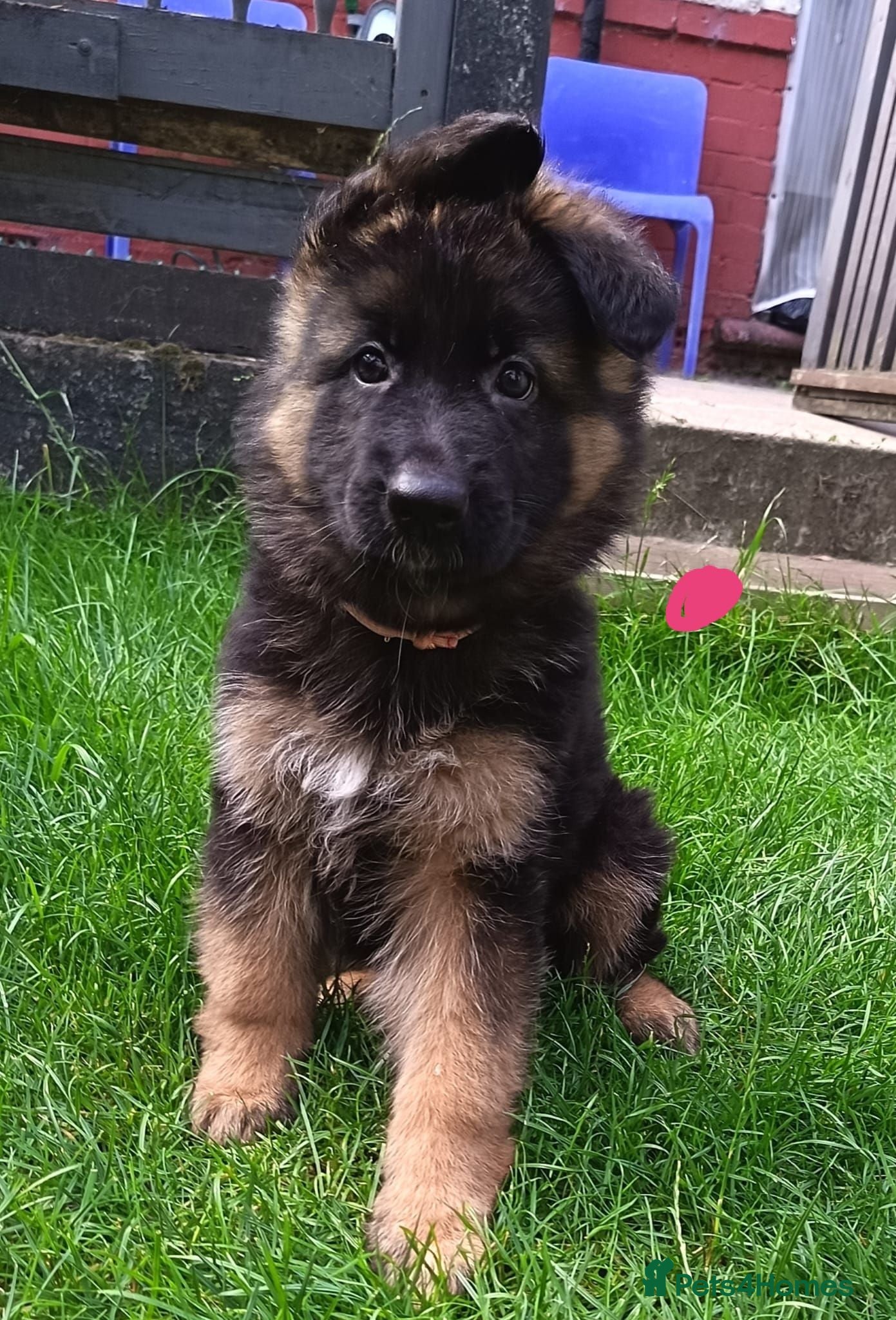 German Shepherd dogs PUPPIES FOR SALE - Advert 6