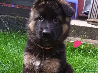 German Shepherd dogs PUPPIES FOR SALE - Advert 6