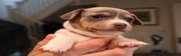 Jack Russell dogs for sale: 7 gorgeous blue tri Mini Jack Russell's for sale  - Advert 15