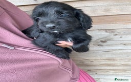 Sprocker dogs for sale: Sprocker spaniel puppy’s for sale  - Image 16