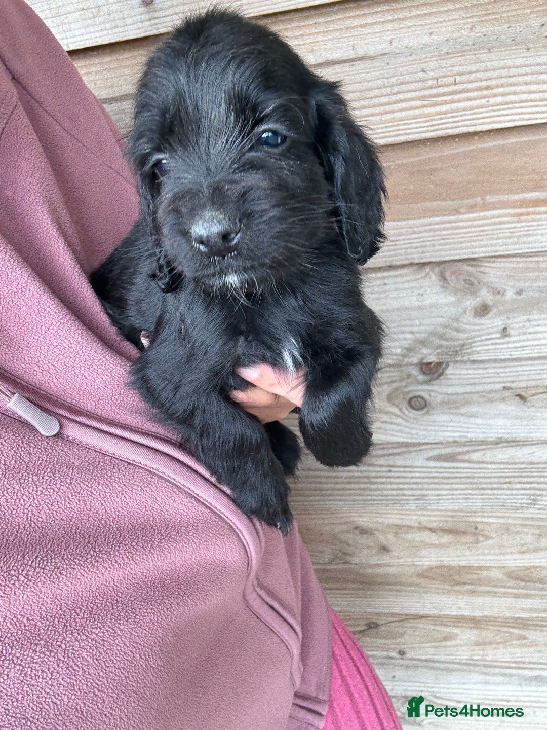 Sprocker dogs for sale: Sprocker spaniel puppy’s for sale  - Image 16