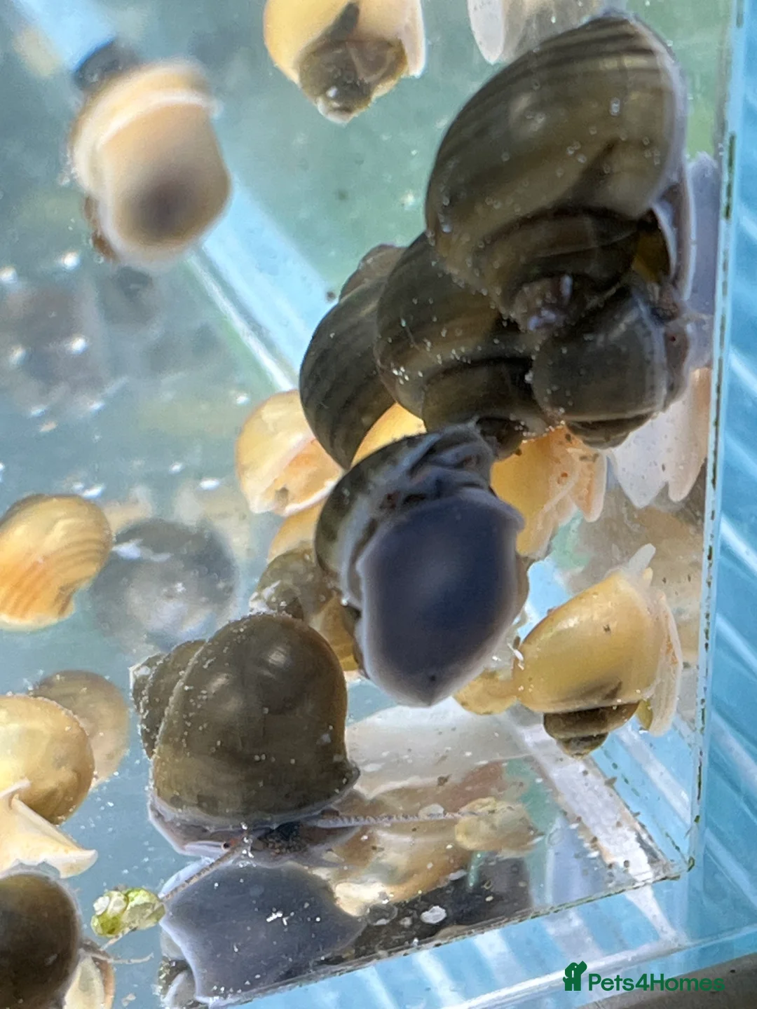 Snails invertebrates for sale: Mystery Snails - Advert 5
