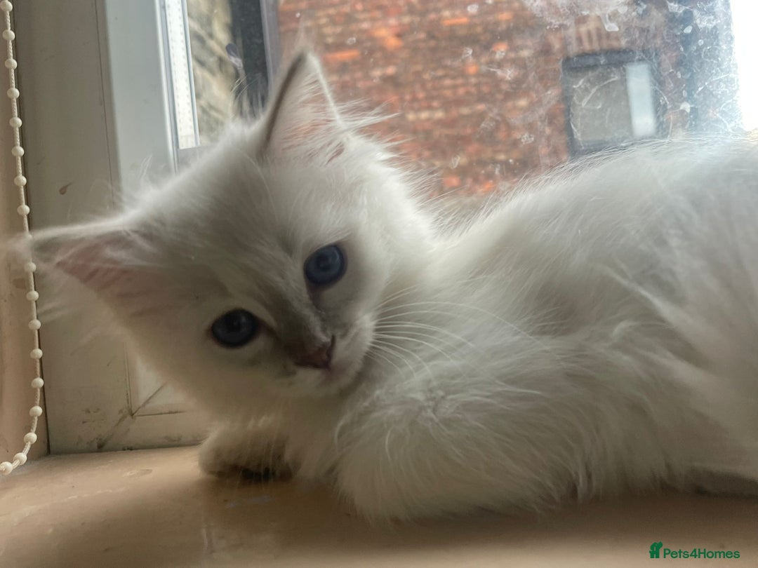 Ragdoll cats for sale: Adorable Ragdoll kittens - lilac sealpoint! 🐈 - Image 8