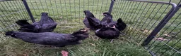 Chickens poultry for sale: Araucana chickens - Advert 12