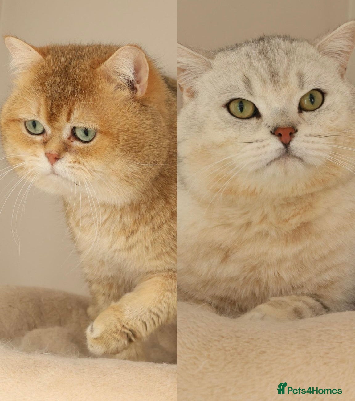 British Shorthair cats British Shorthair Gold Ny12 and Silver tipped - Advert 1
