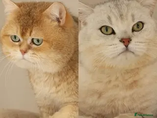 British Shorthair cats British Shorthair Gold Ny12 and Silver tipped - Advert 2