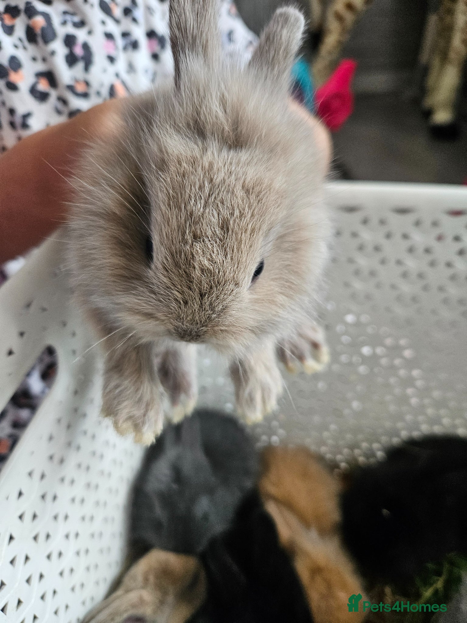 Mixed Breed rabbits for sale: Baby bunny's  - Advert 13