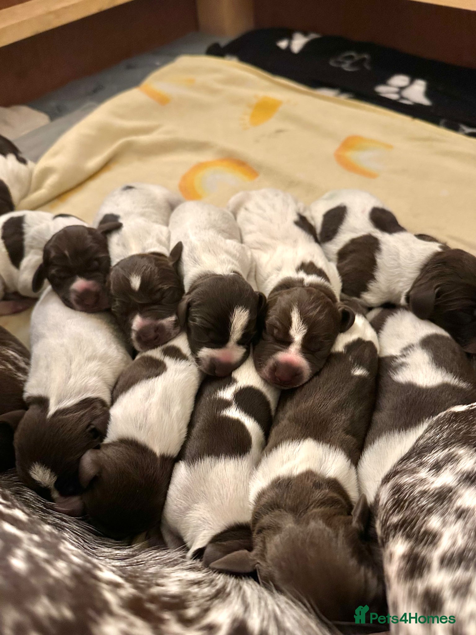 German Shorthaired Pointer dogs 🐾KC Registered German Shorthaired Pointer Puppies - Advert 4