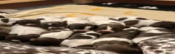 German Shorthaired Pointer dogs for sale: 🐾KC Registered German Shorthaired Pointer Puppies - Advert 1