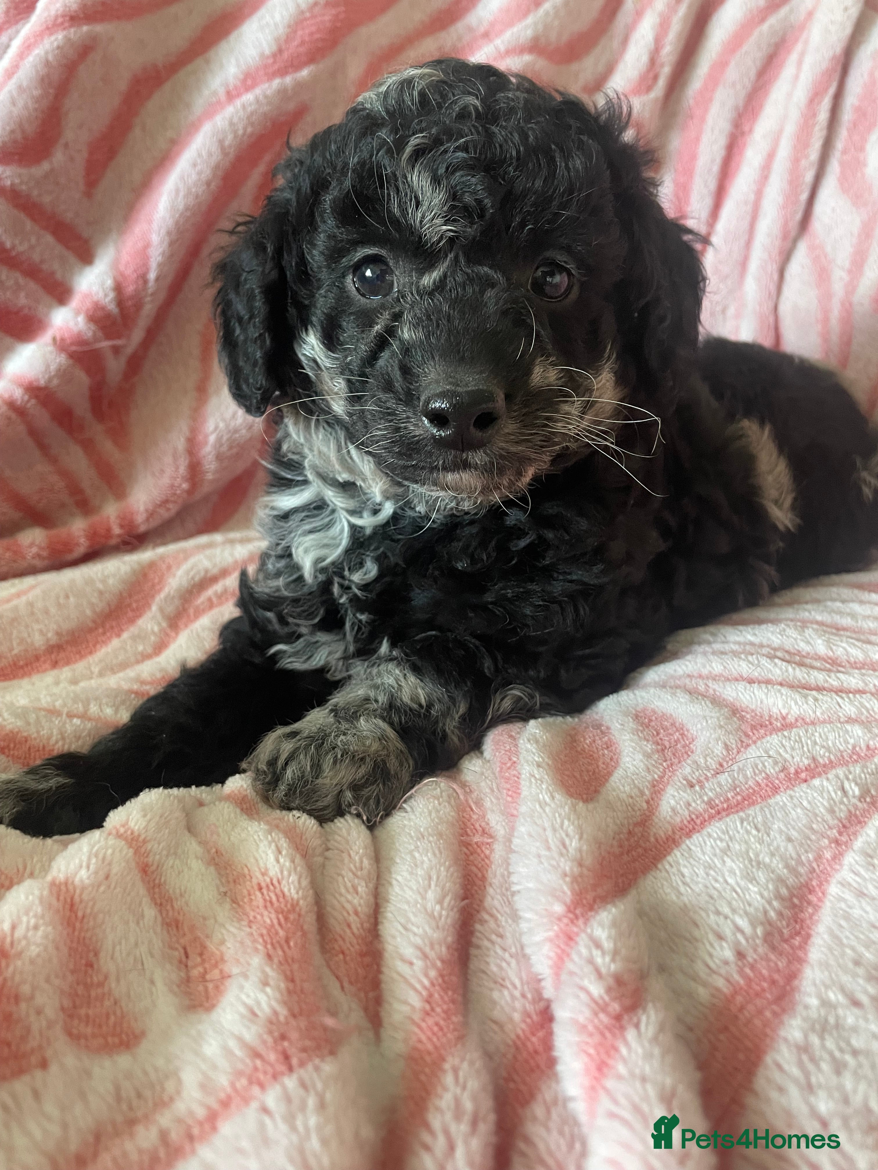 Jackapoo dogs Stunning jackapoo puppies  - Advert 3