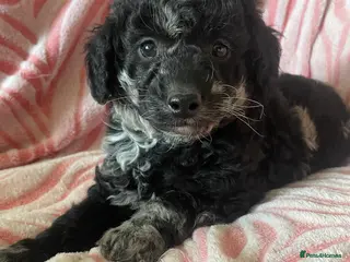 Jackapoo dogs Stunning jackapoo puppies - Advert 3