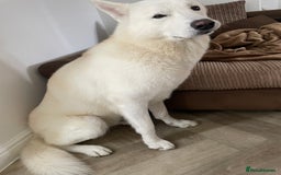 Siberian Husky dogs for sale: Kimbo - Image 2