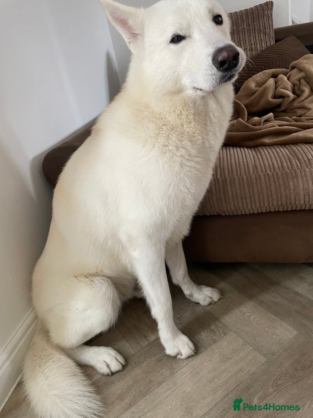 Siberian Husky dogs for sale: Kimbo - Image 2