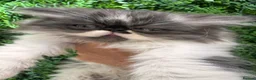 Exotic cats for sale: Exotic Persian kittens - Advert 9