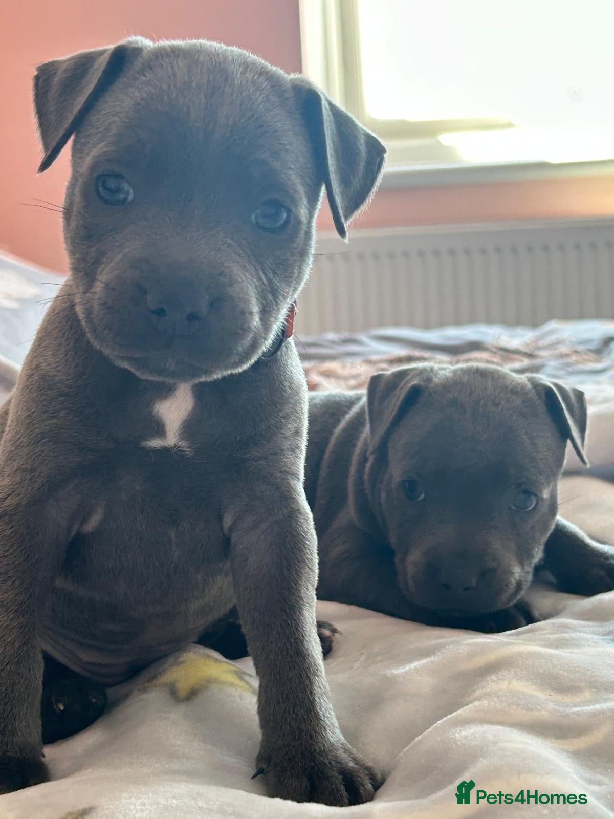 Staffordshire Bull Terrier dogs Staff puppies 2 girls  - Advert 1