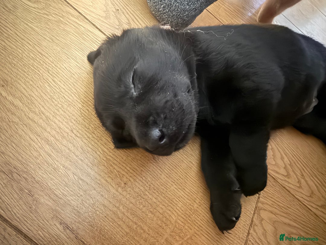 Labrador Retriever dogs for sale: 1 black boy left! ready to leave! Perfect labs! - Image 28