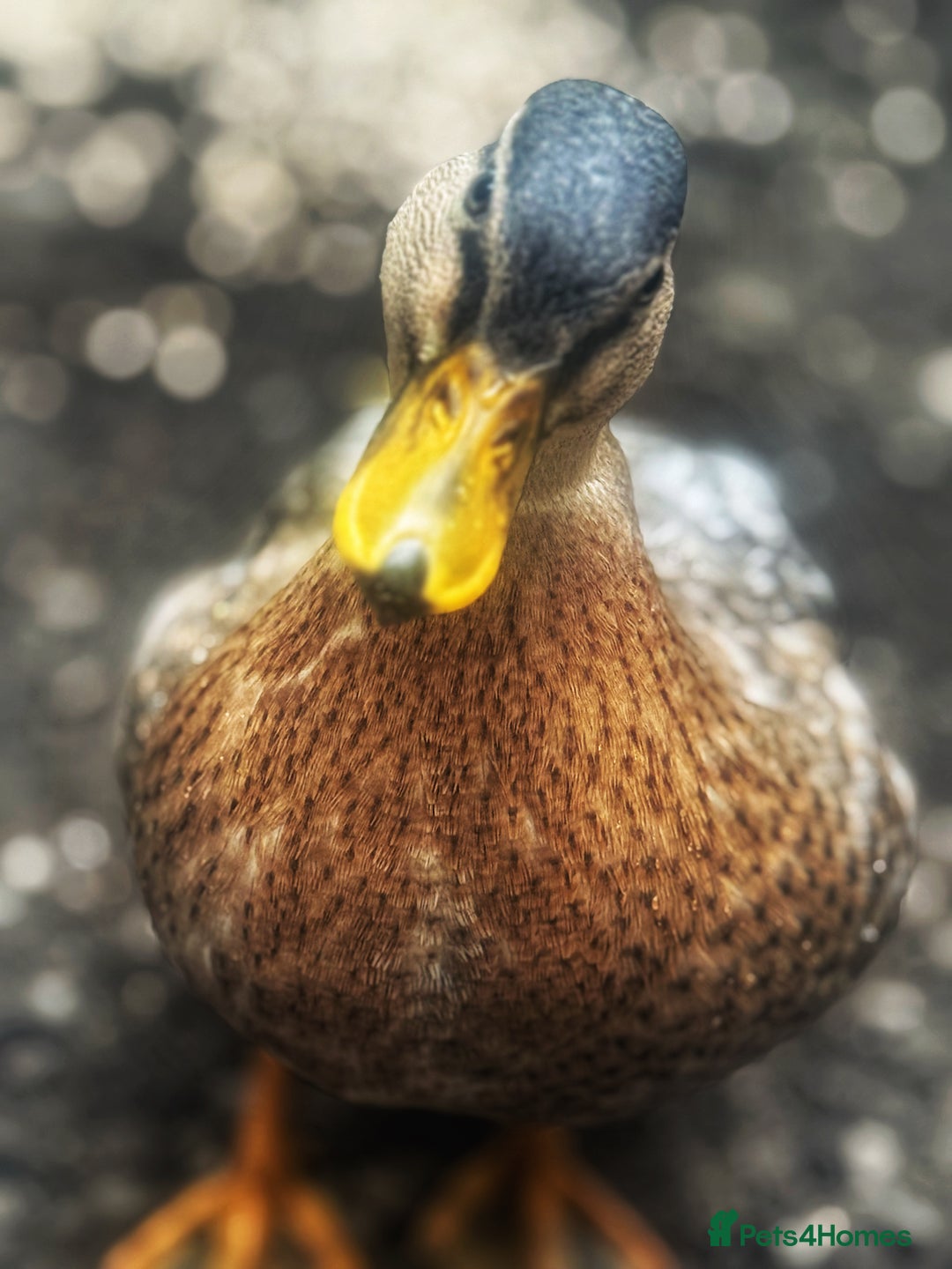 Ducks poultry for sale: Two Call Duck Drakes - Advert 7