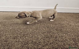 American Bully dogs for sale:  Medium Bully Puppies–XL are banned, these are NOT - Image 17