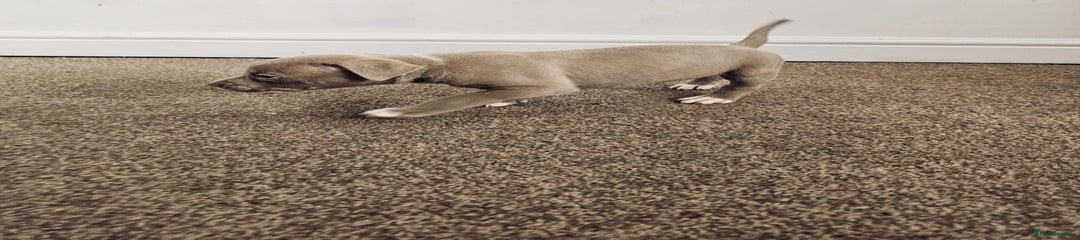 American Bully Puppy 4