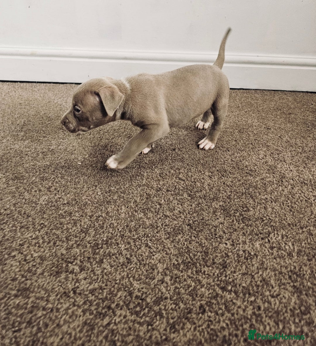 American Bully dogs for sale:  Medium Bully Puppies–XL are banned, these are NOT - Image 17