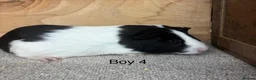 Guinea Pig rodents for sale: 10 -12 week old male Guinea Pigs ready now - Advert 4