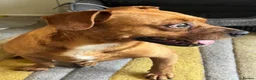 Mixed Breed dogs for adoption: Sweet Todor looking for LOVE - Advert 6