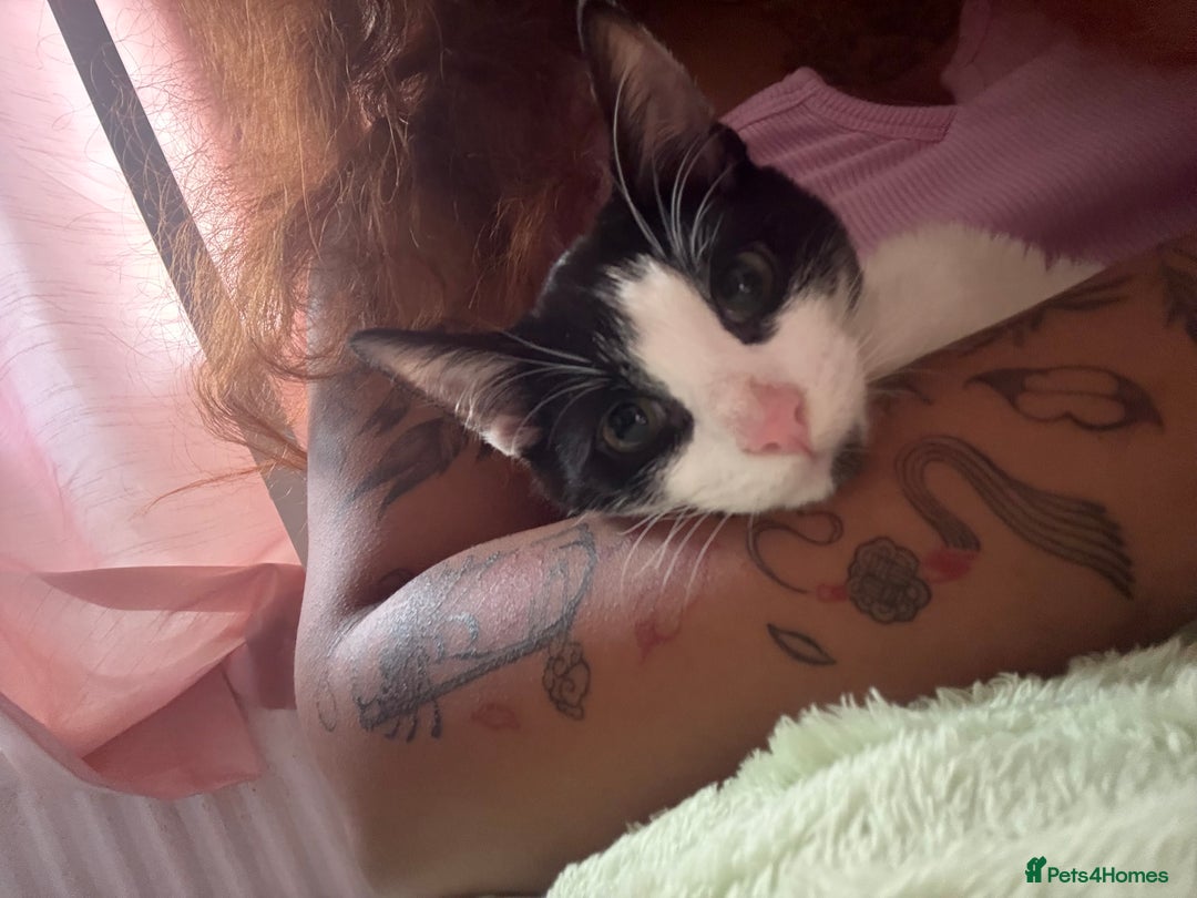 Bombay cats for sale: Brothers in need of home ASAP!! - Image 3