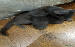 British Shorthair cats for sale: Grey British shorthair kittens seeking homes - Image 5