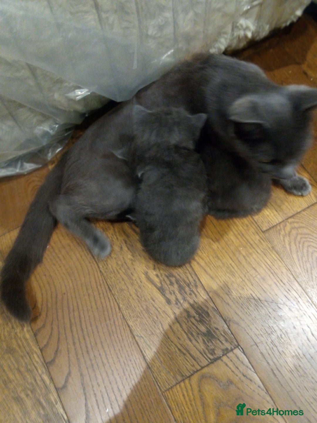 British Shorthair cats for sale: Grey British shorthair kittens seeking homes - Image 5