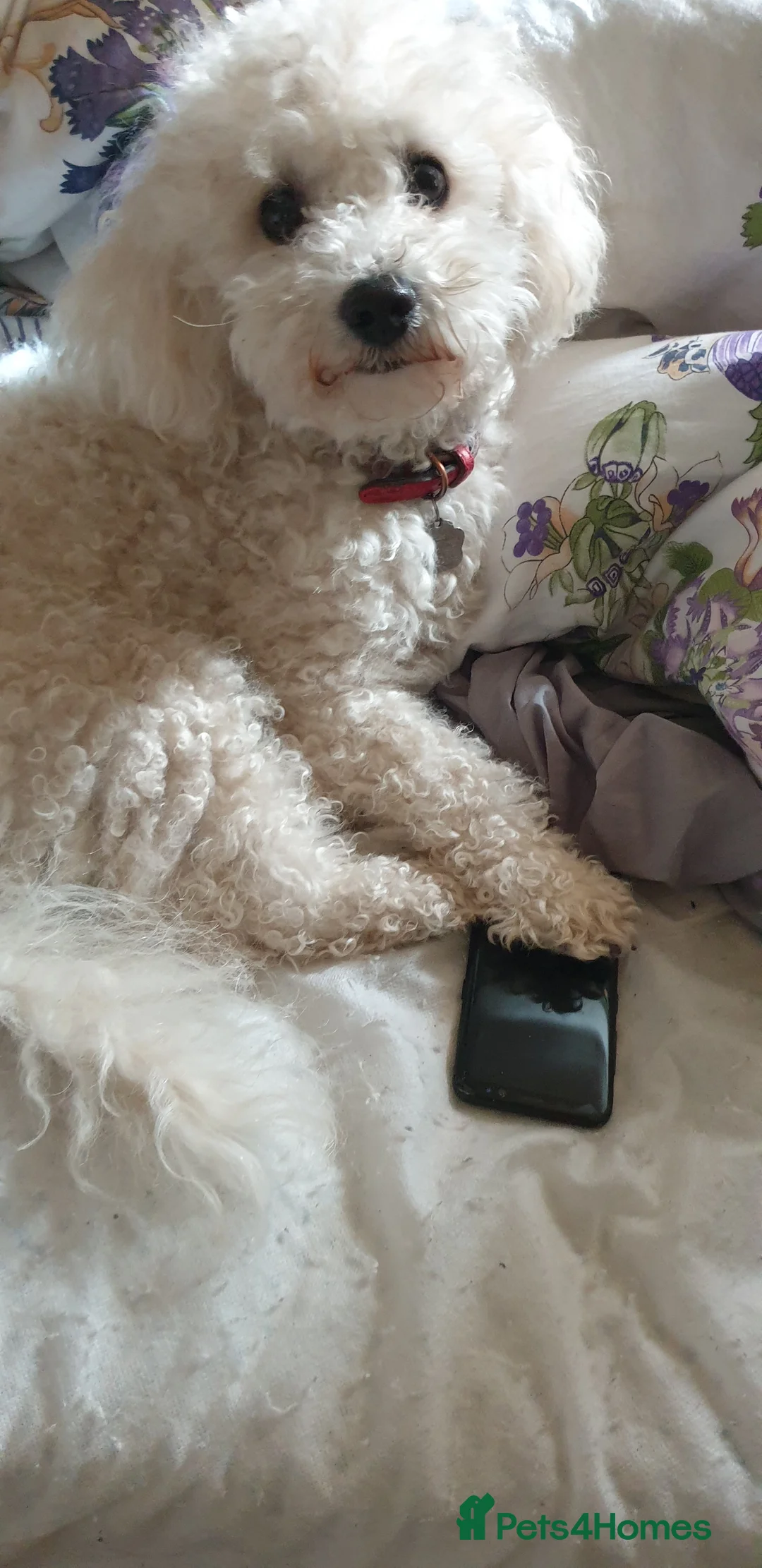 Miniature Poodle dogs for stud: Archie well Proven stud miniature poodle  in Chard - Advert 4