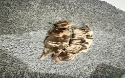 Miniature Dachshund dogs for sale: 🥰 3 cream smooth haired ready 6th November🥰  - Image 25