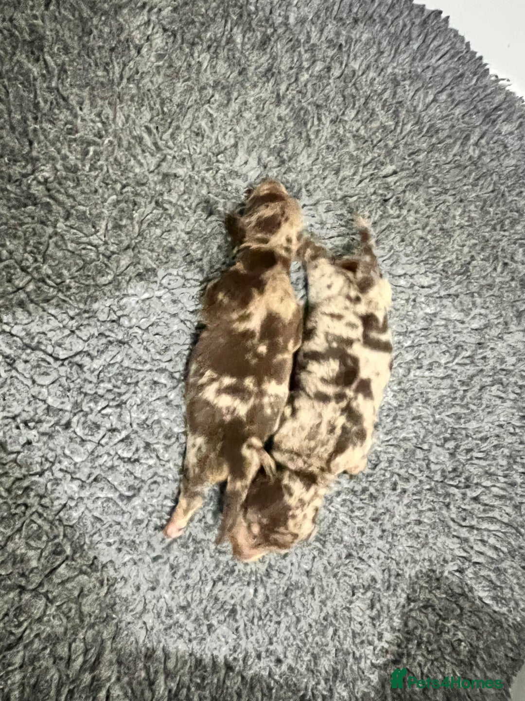 Miniature Dachshund dogs for sale: 🥰 3 cream smooth haired ready 6th November🥰  - Image 25