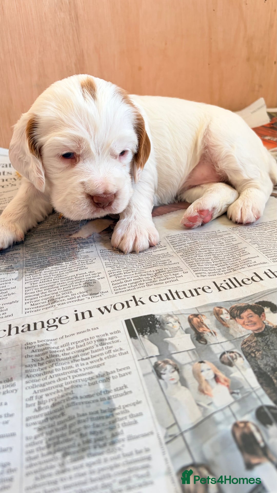 Clumber Spaniel dogs for sale: Clumber Spaniel Puppies For Sale  - Advert 5