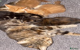 Mixed Breed cats for sale: 4 gorgeous kittens - Image 11