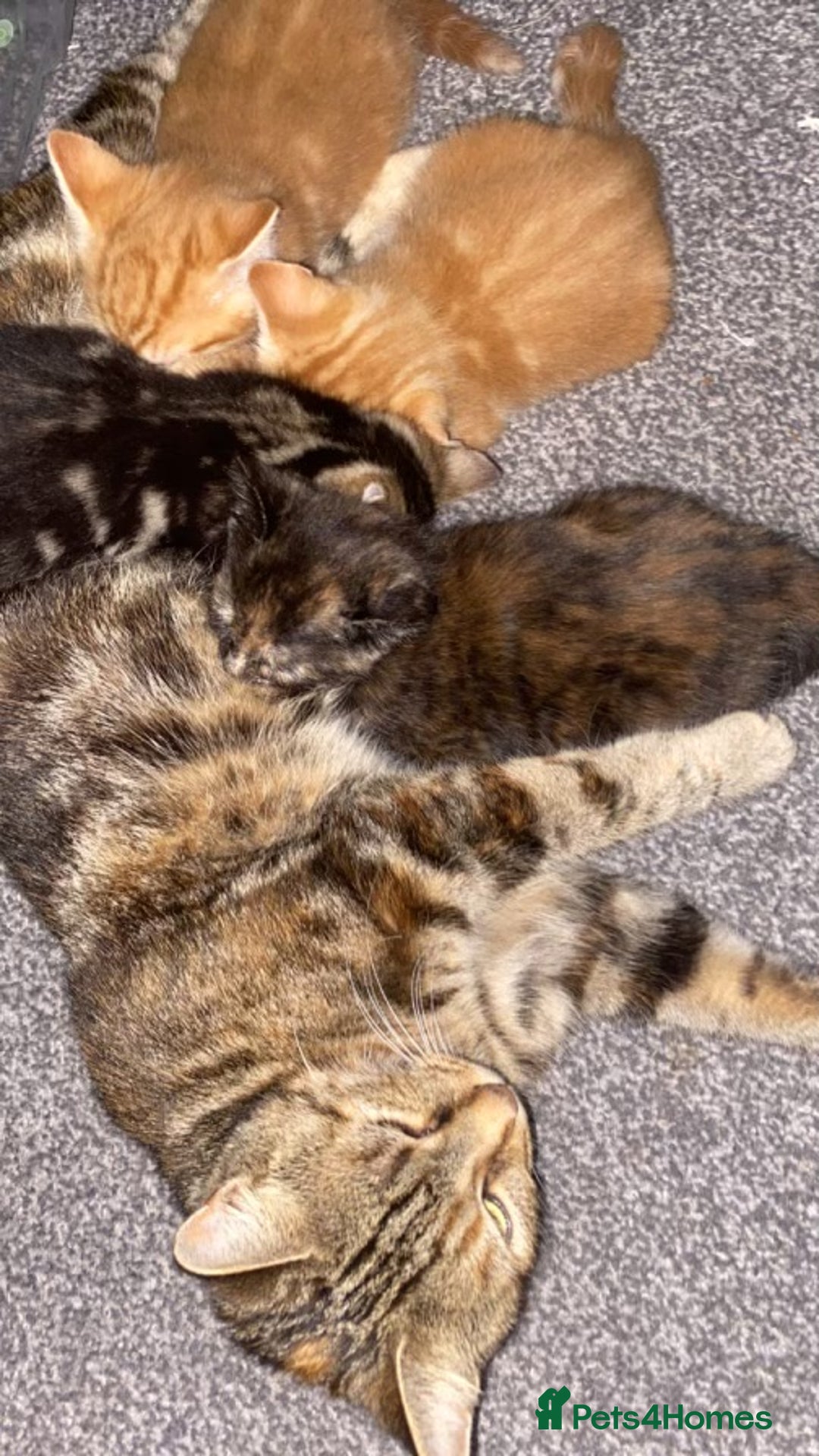 Mixed Breed cats for sale: 4 gorgeous kittens - Image 11