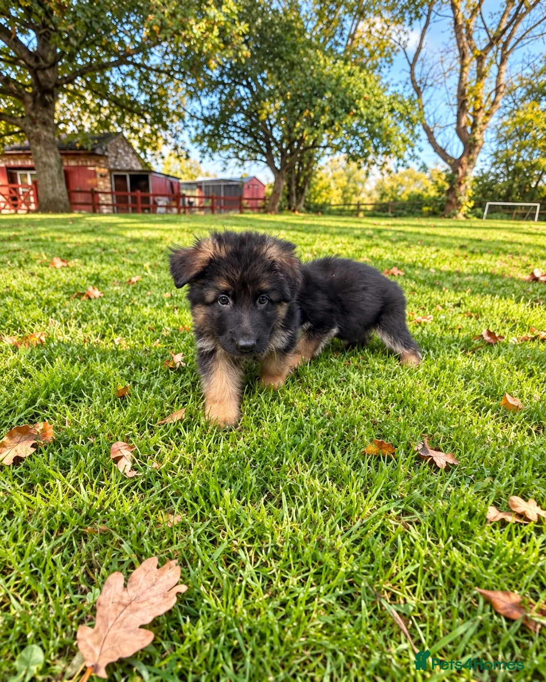 German Shepherd dogs World class German Shepherds - Advert 2