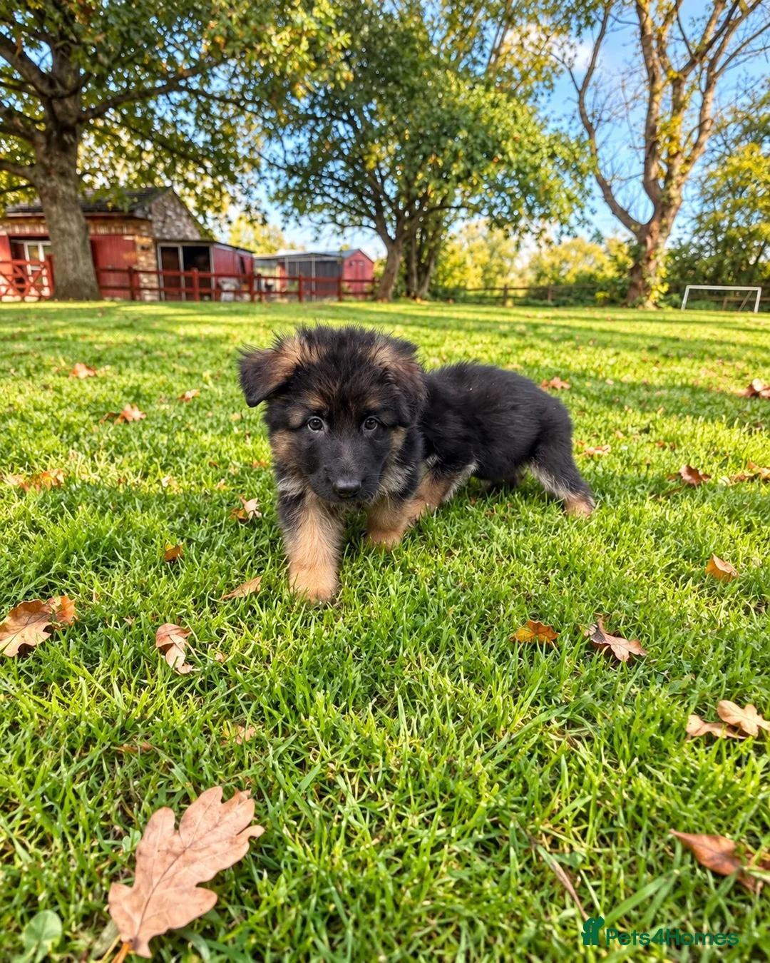 German Shepherd dogs for sale: World class German Shepherds - Advert 2